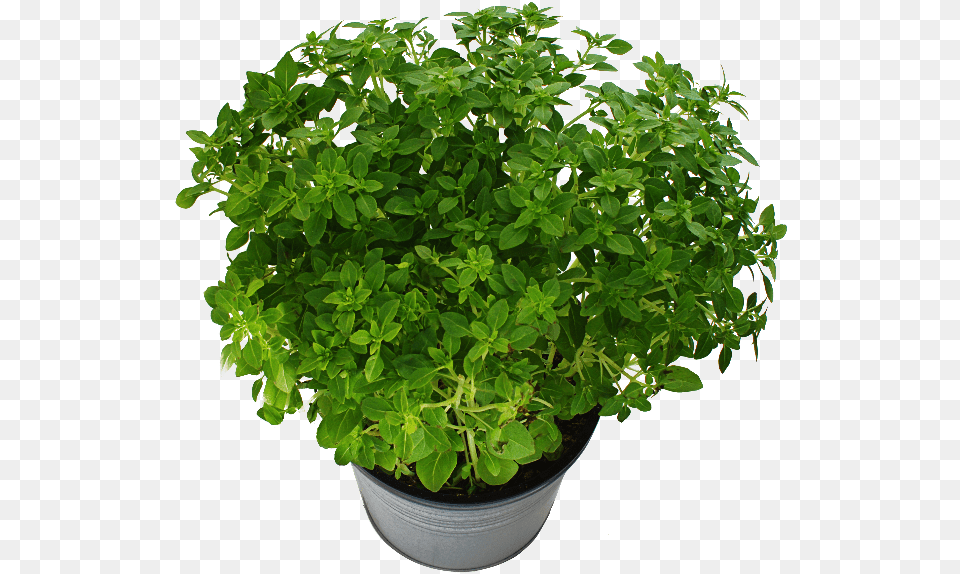 Potted Plant With Green Leaves Trees From Above Photoshop, Herbal, Herbs, Mint, Leaf Free Transparent Png