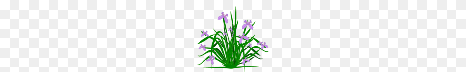Potted Plants Clip Art, Plant, Iris, Flower, Purple Free Transparent Png