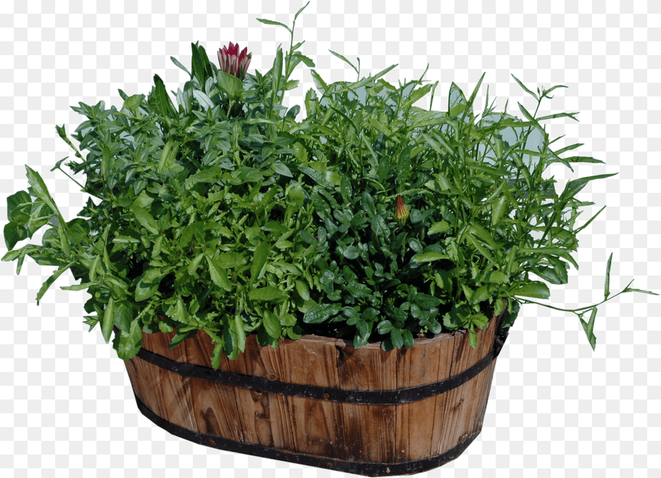 Potted Plants Download Wood Flower Pots, Plant, Vase, Jar, Pottery Png