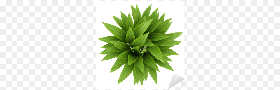 Potted Plants Top View Plant Top View, Green, Herbal, Herbs, Leaf Free Png