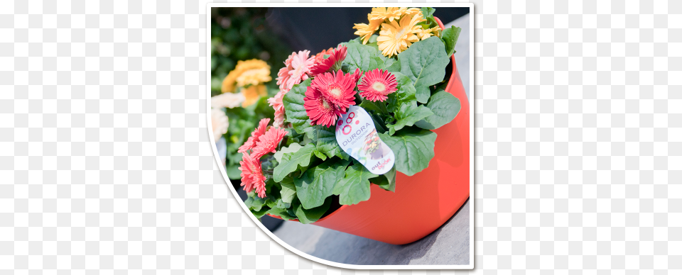 Potted Plants Transvaal Daisy, Flower, Flower Arrangement, Flower Bouquet, Plant Free Png