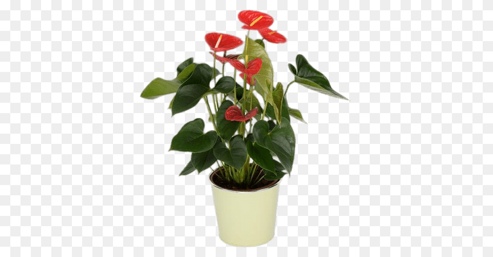 Potted Red Anthurium, Flower, Plant, Flower Arrangement Free Png Download