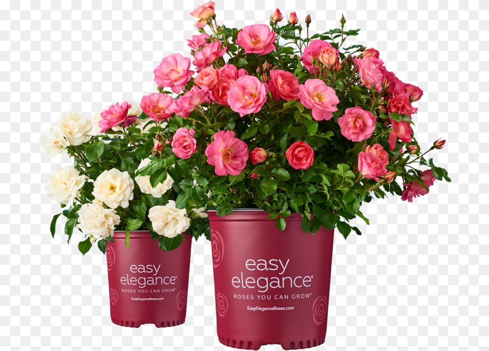 Potted Roses Plant, Rose, Flower, Flower Arrangement, Flower Bouquet Free Png