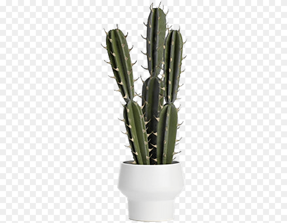 Potted Spiked Cactus Potted Cactus Transparent, Plant Png