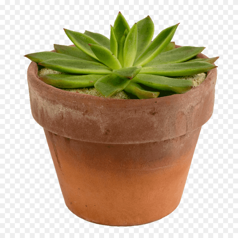 Potted Succulent In An Earthy Container That Replicates An Arid Desert, Plant, Potted Plant, Cookware, Pot Png