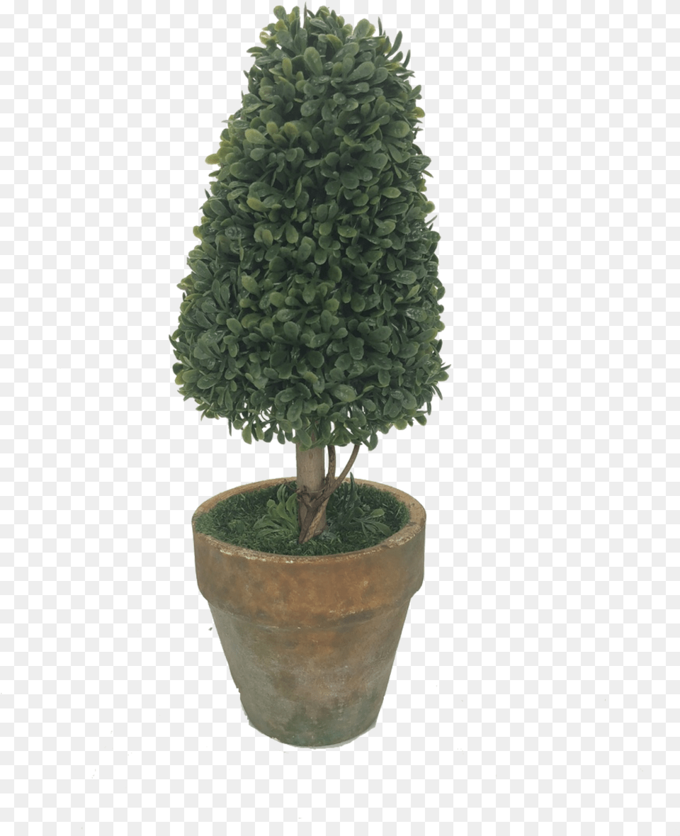 Potted Topiary Potted Topiary Tree, Conifer, Plant, Potted Plant, Pine Free Transparent Png