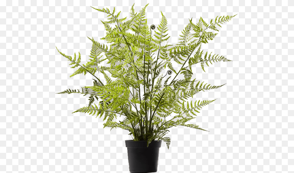 Potted Tree Fern Download, Plant, Flower, Flower Arrangement Png Image