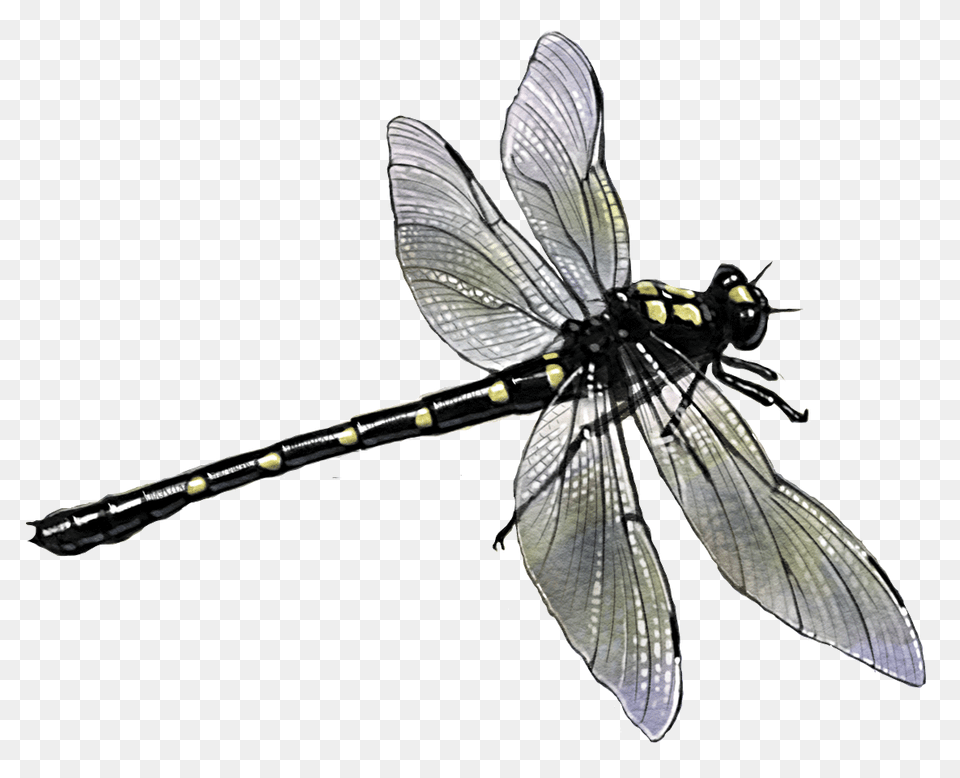 Potton Burton Dragonfly, Animal, Insect, Invertebrate Png Image