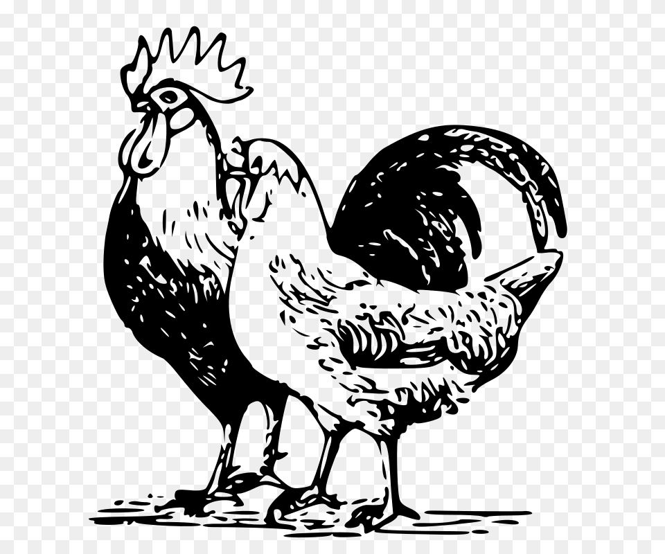 Poultry, Gray Free Png
