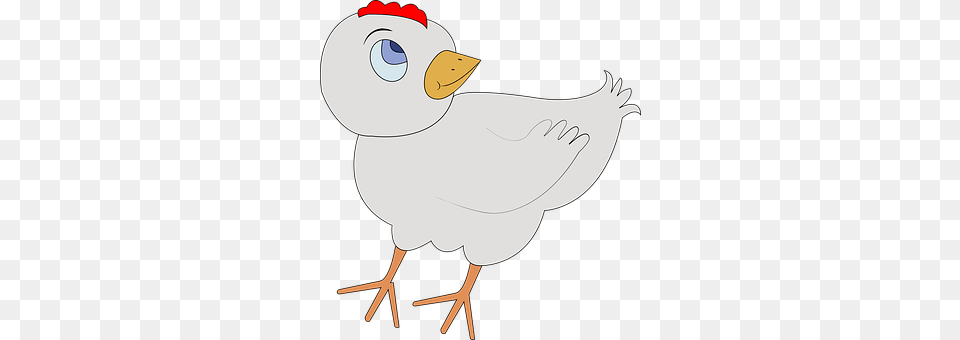 Poultry Animal, Beak, Bird, Person Free Png Download