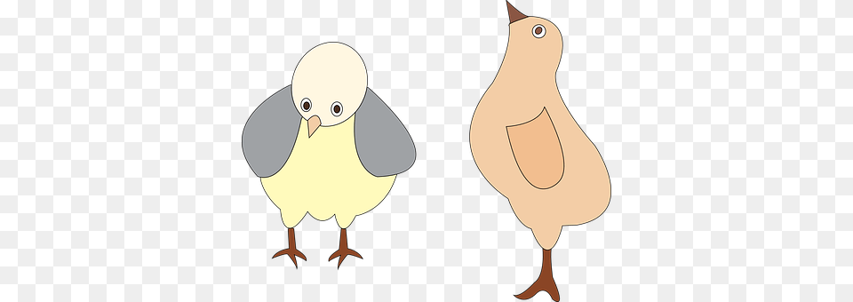 Poultry Animal, Beak, Bird Png