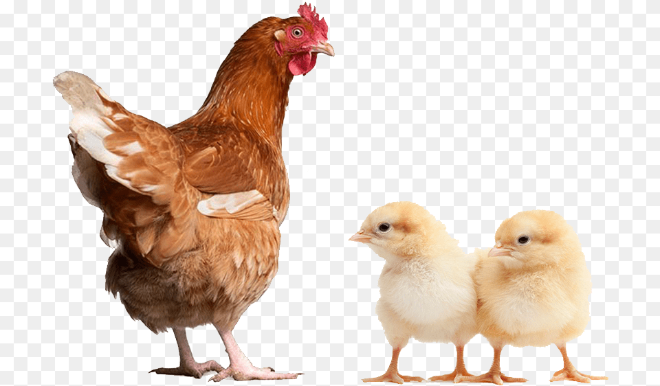 Poultry Animal, Bird, Chicken, Fowl, Hen Png