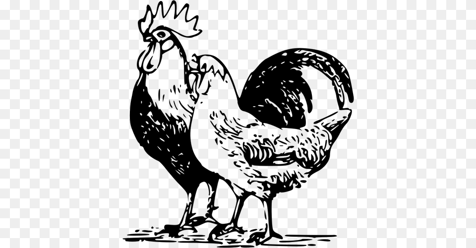 Poultry Drawing Poultry Clipart, Gray Png