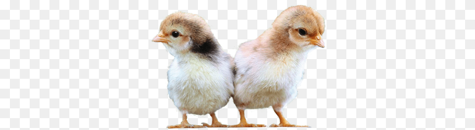 Poultry Feed Chicken, Animal, Bird, Fowl, Hen Free Png