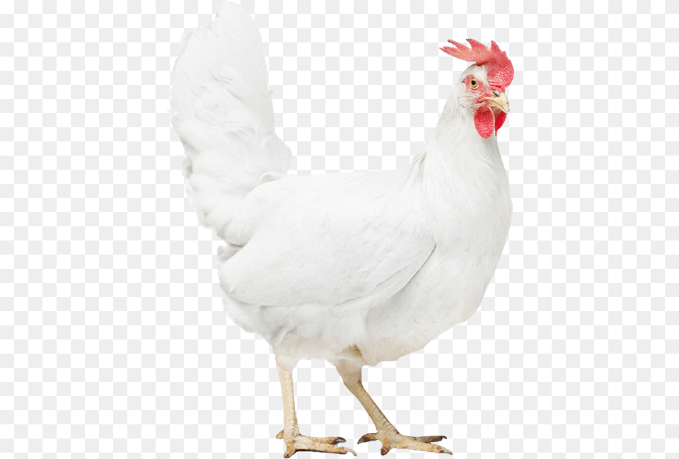 Poultry Health Rooster, Animal, Bird, Chicken, Fowl Free Transparent Png