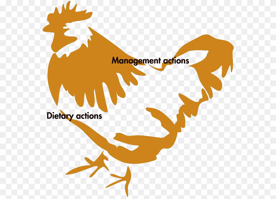 Poultryworld The Importance Of, Baby, Person, Animal, Bird Free Png Download