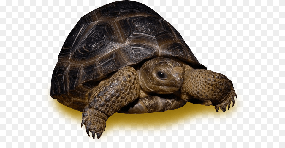 Pound Tortoise Download Desert Tortoise, Animal, Reptile, Sea Life, Turtle Free Png