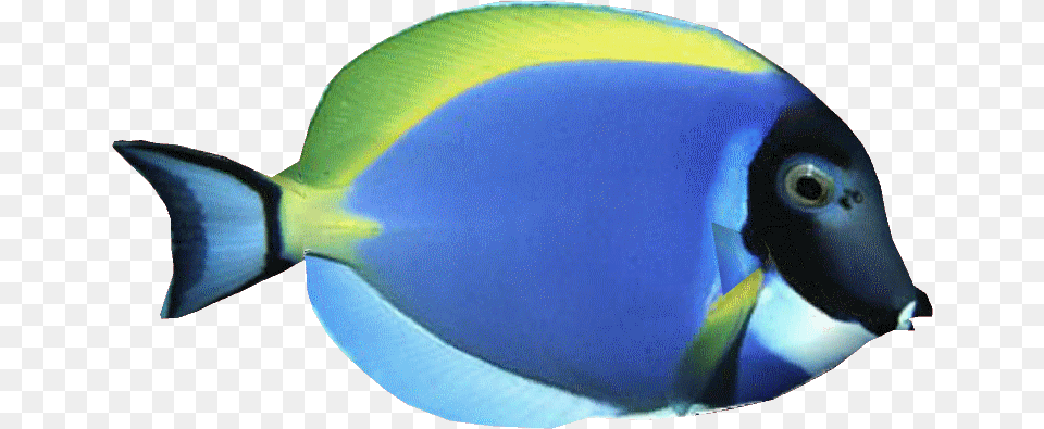 Powderbluetangdd Powder Blue Tang, Animal, Fish, Sea Life, Surgeonfish Png