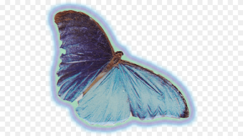 Powered By Squarespace Common Blue, Animal, Butterfly, Insect, Invertebrate Png