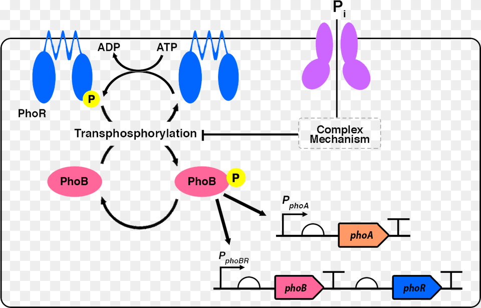 Pphoa Pphobr And Our Engineered Phosphate Sensor, Blackboard, Diagram Free Png