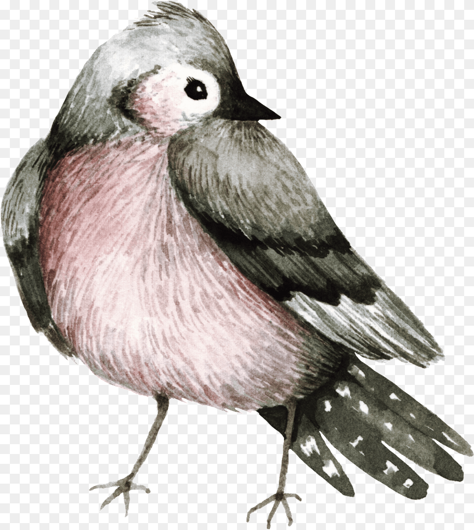Practical Watercolor Bird Decoration Transparent Watercolor Painting, Animal, Finch, Jay, Art Free Png