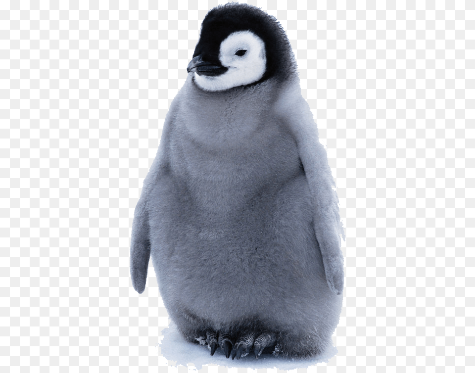 Practically Impossible To Look At A Penguin, Animal, Bird Free Png