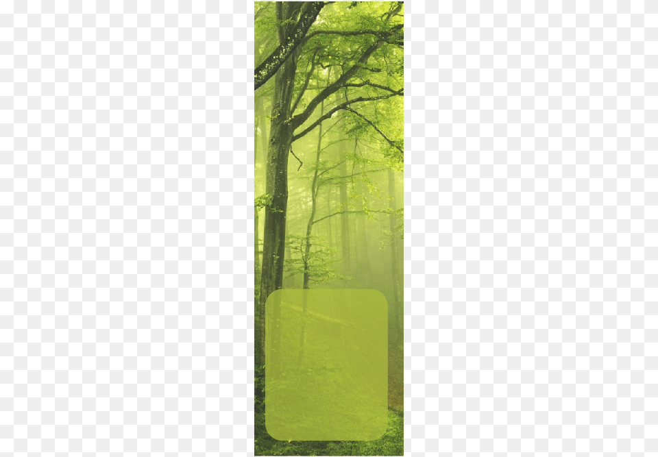 Practice Hours Mystery Of Fairy Tales, Green, Vegetation, Tree, Scenery Png