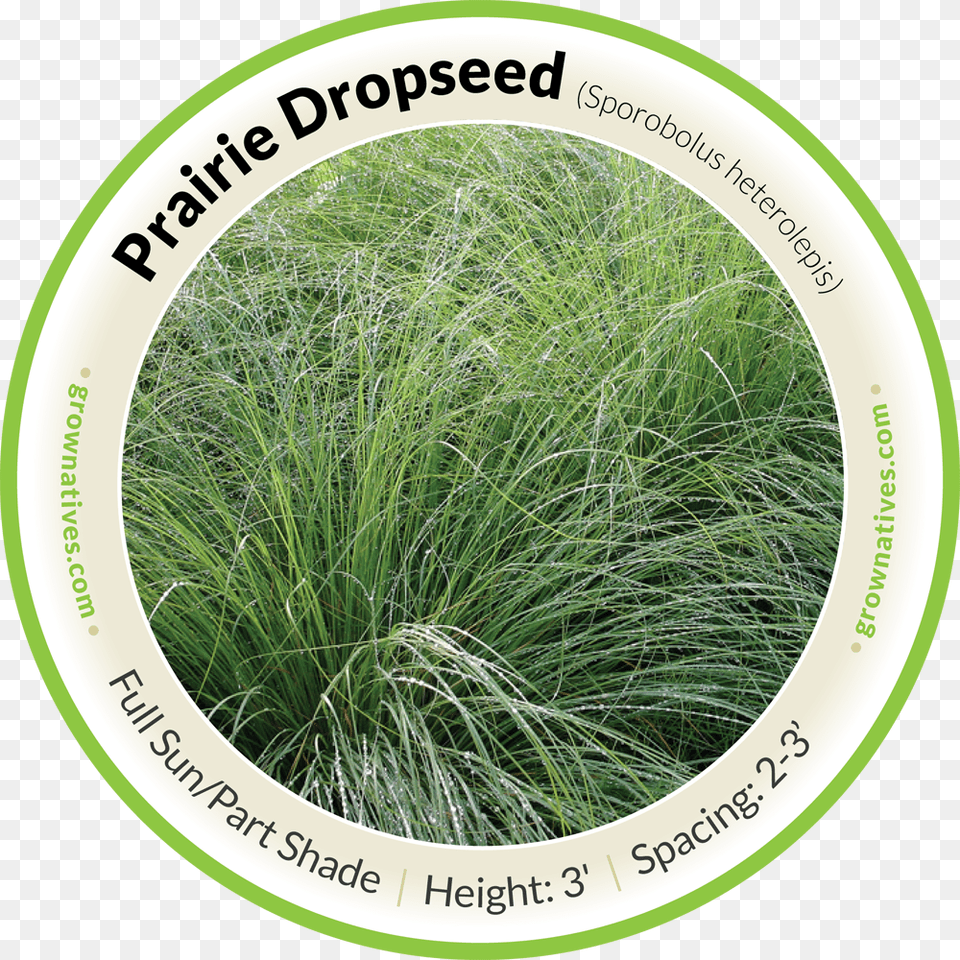 Praire Dropseed Hierochloe, Grass, Plant, Vegetation, Lawn Free Transparent Png