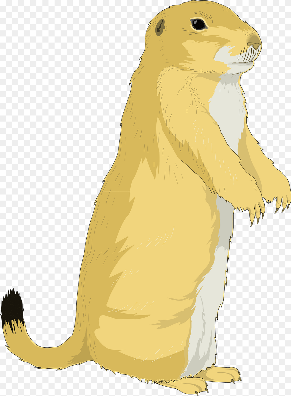 Prairie Dog Clipart, Animal, Mammal, Bear, Wildlife Png