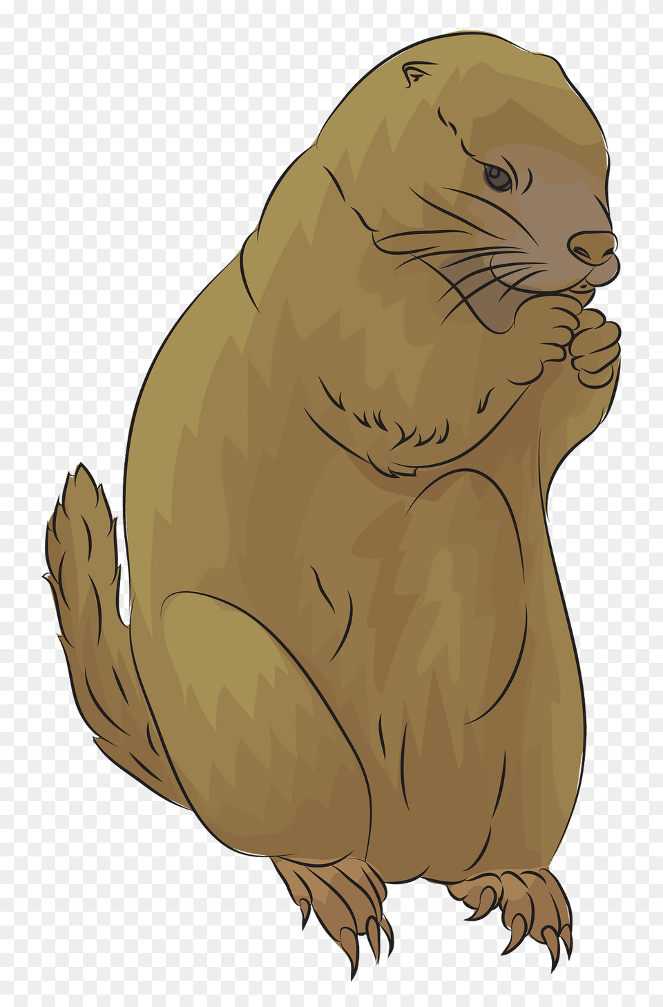 Prairie Dog Clipart, Animal, Mammal, Person, Face Png Image