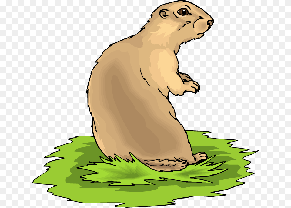 Prairie Dog Clipart, Animal, Bear, Mammal, Wildlife Png