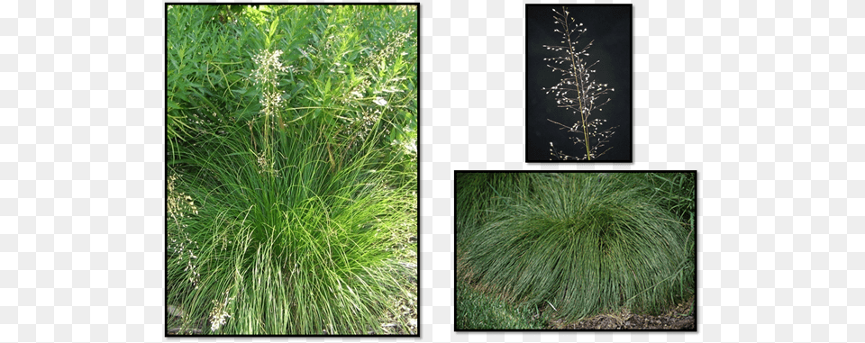Prairie Dropseed, Grass, Plant, Vegetation Free Png