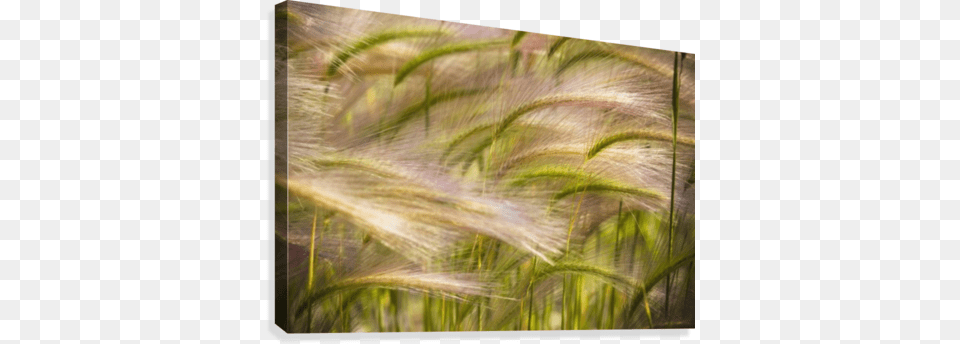 Prairie Grass Blowing In The Wind Prairie Grass Blowing In The Wind Mayo Yukon Poster, Plant, Reed, Vegetation Free Transparent Png