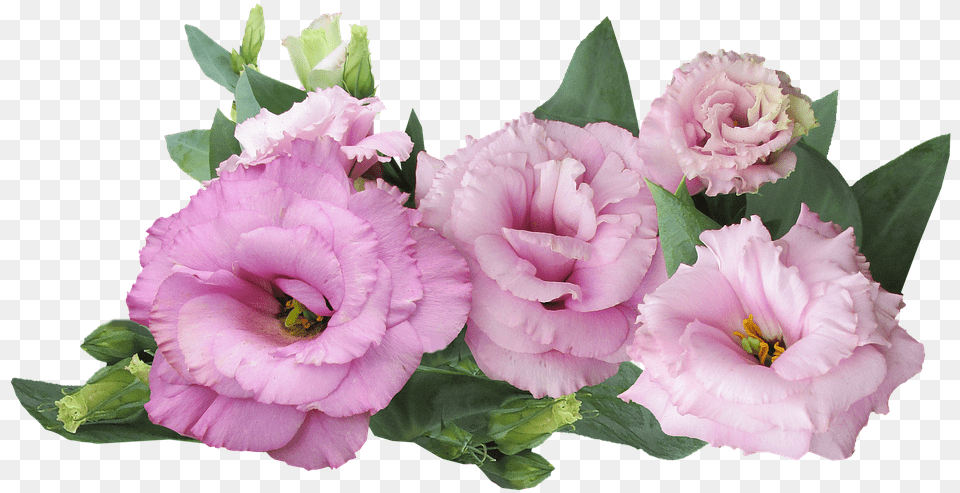 Prairie Rose Pink Flower Photo On Pixabay Purple And Pink Flowers, Plant, Geranium, Carnation, Flower Arrangement Png Image
