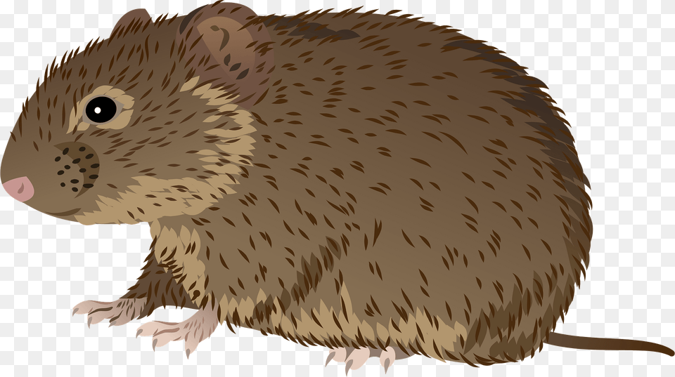 Prairie Vole Clipart, Animal, Mammal, Rodent, Bird Png Image