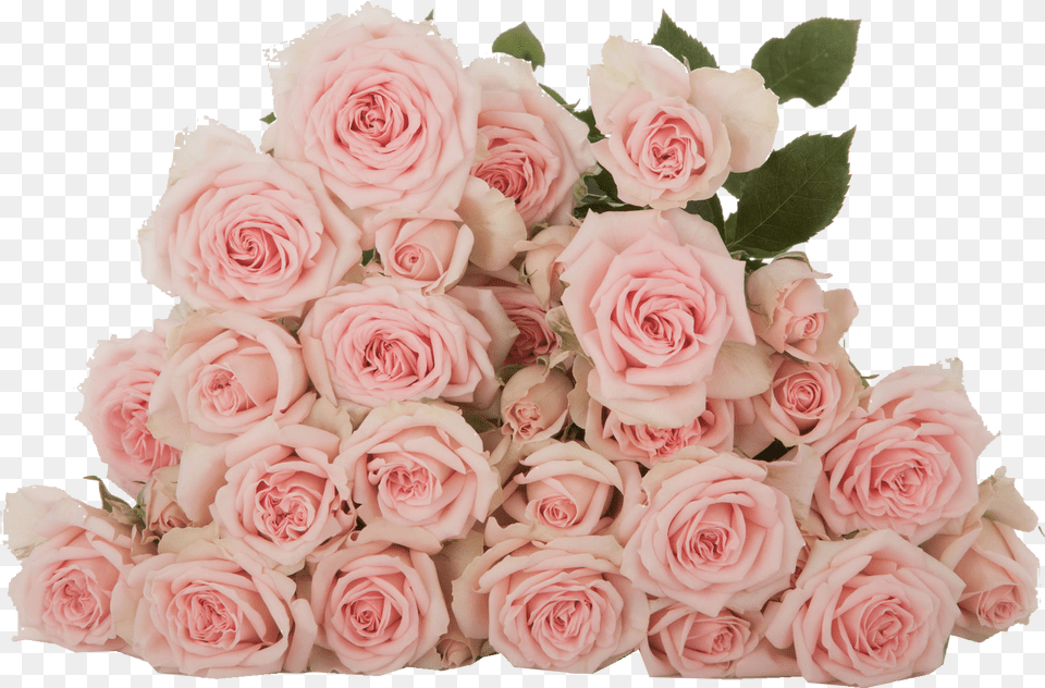 Prana Subati Group Spray Of Roses Flower, Flower Arrangement, Flower Bouquet, Plant Free Transparent Png