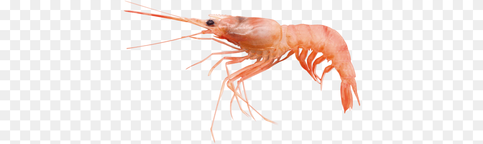 Prawn Caridean Shrimp, Animal, Food, Invertebrate, Sea Life Png