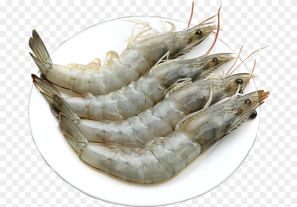 Prawn Fresh Seafood Seafood Qingdao Super Large Frozen Caridean Shrimp, Animal, Food, Invertebrate, Sea Life Png Image