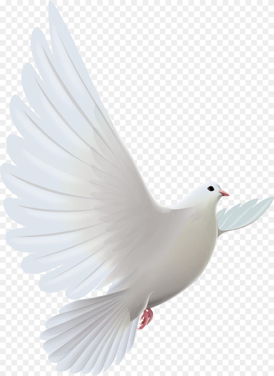 Prayer White Dove Bird Hq White Dove, Animal, Pigeon Png Image