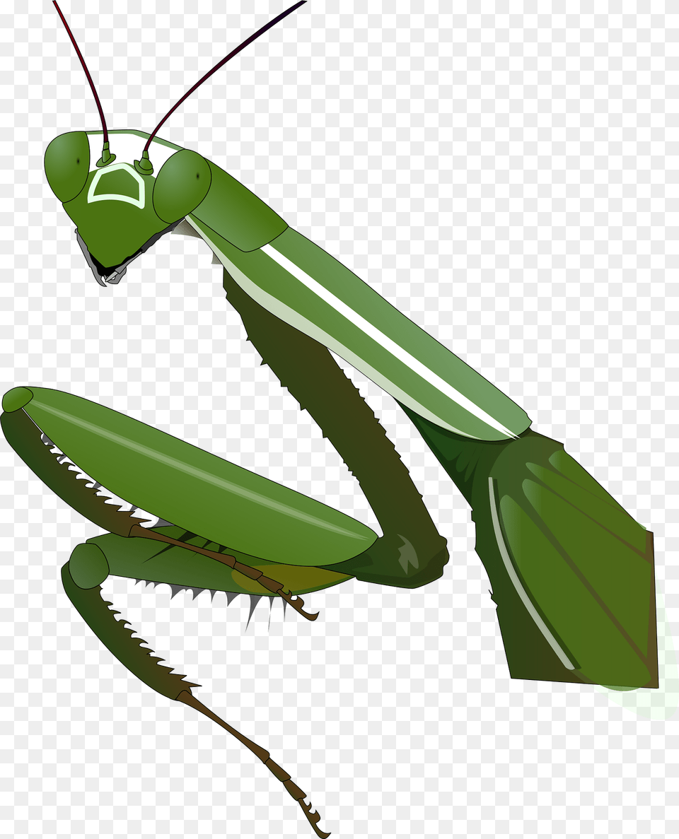 Praying Clipart, Animal, Insect, Invertebrate, Mantis Png Image