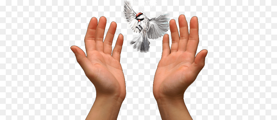Praying Hands Prayer Love Others Prayer Hands Images, Body Part, Finger, Hand, Person Free Png