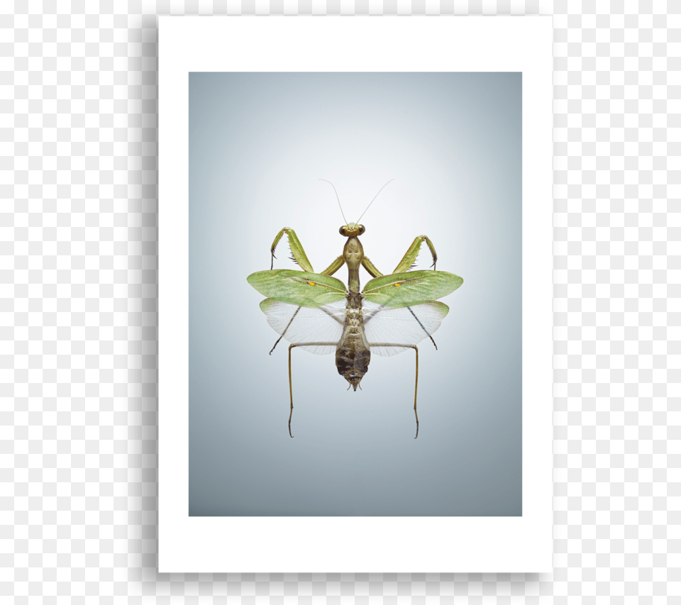 Praying Mantis, Animal, Insect, Invertebrate, Cricket Insect Free Png