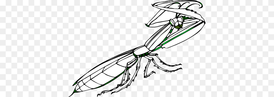 Praying Mantis Animal, Bee, Insect, Invertebrate Free Png