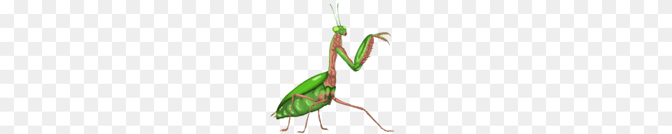 Praying Mantis, Animal, Insect, Invertebrate Png Image