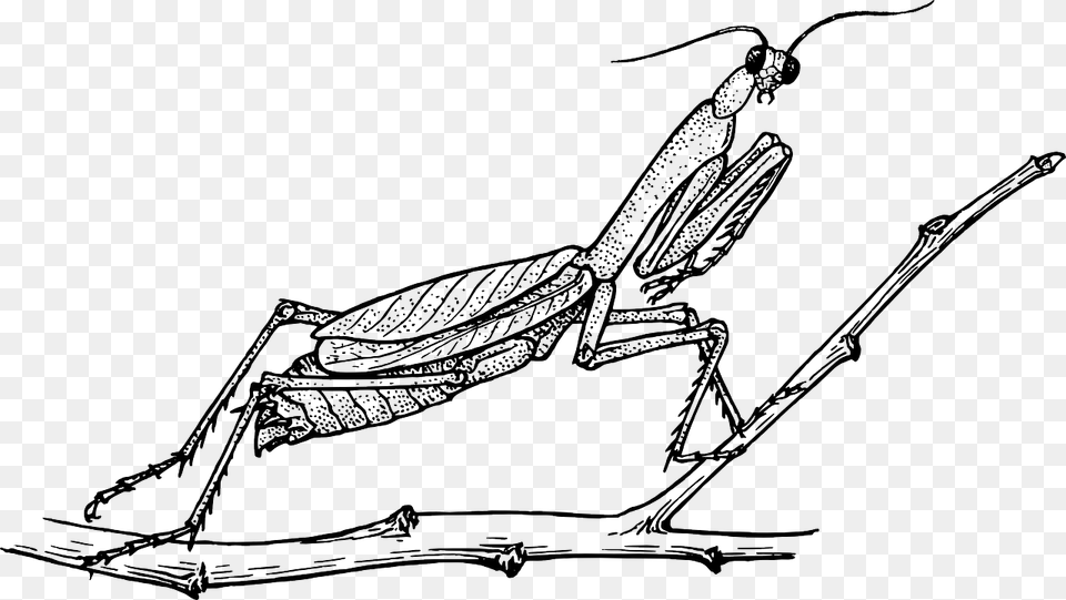 Praying Mantis Black And White, Animal, Grasshopper, Insect, Invertebrate Free Png Download