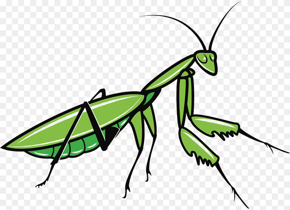 Praying Mantis Clipart, Animal, Insect, Invertebrate, Fish Free Transparent Png