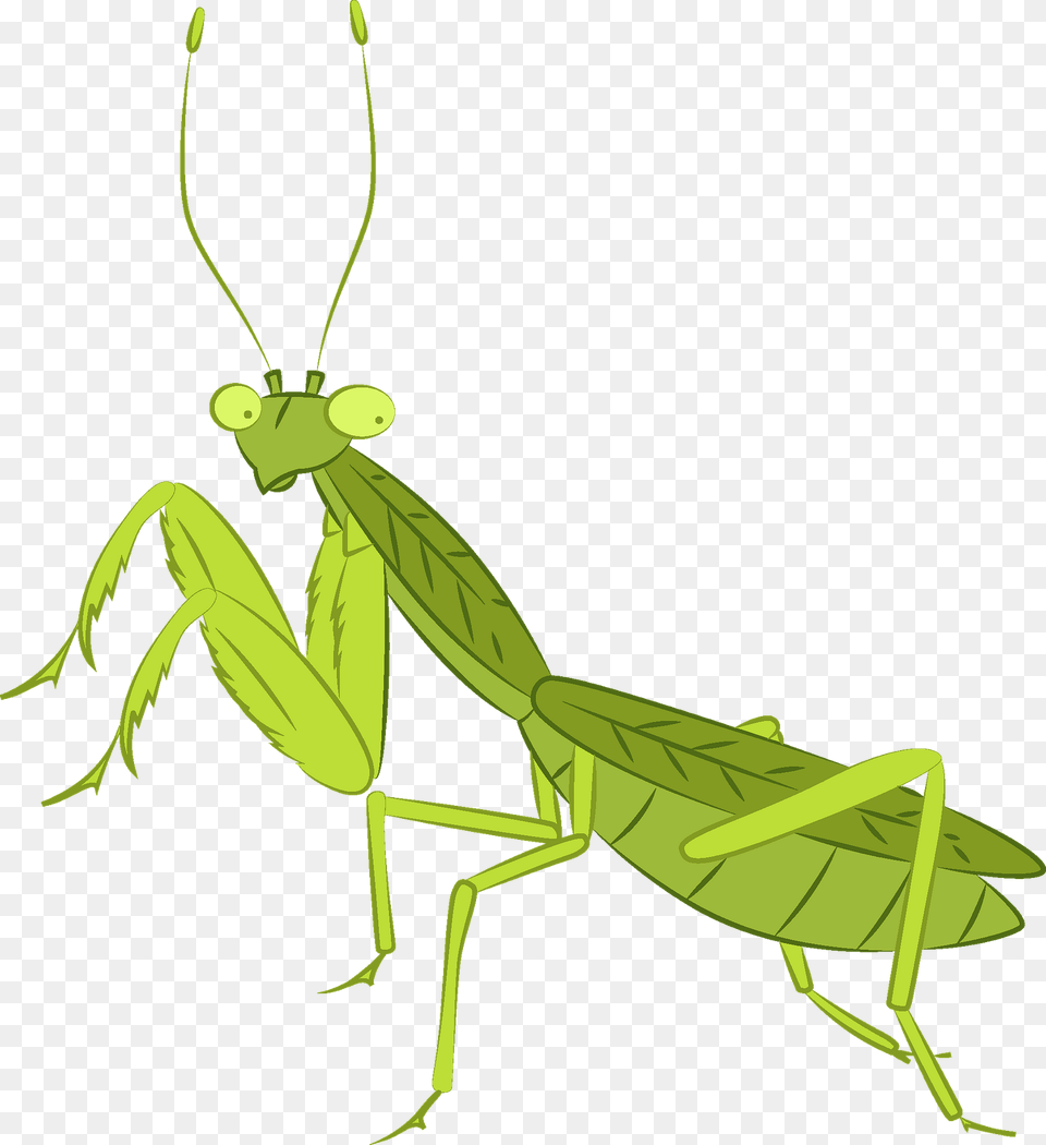 Praying Mantis Clipart, Animal, Insect, Invertebrate Free Png