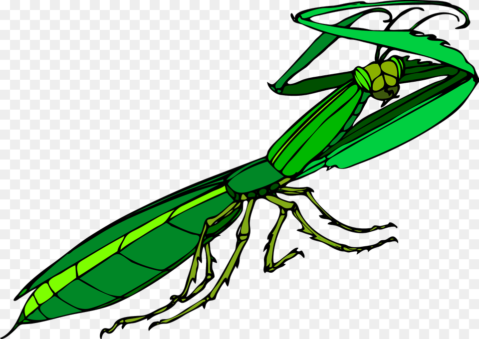 Praying Mantis Clipart, Animal, Bee, Insect, Invertebrate Png Image