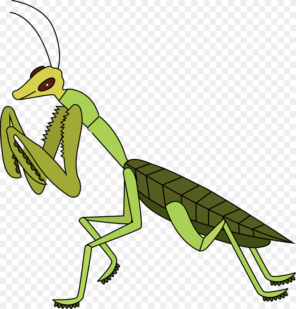Praying Mantis Clipart, Animal, Insect, Invertebrate, Kangaroo Png Image
