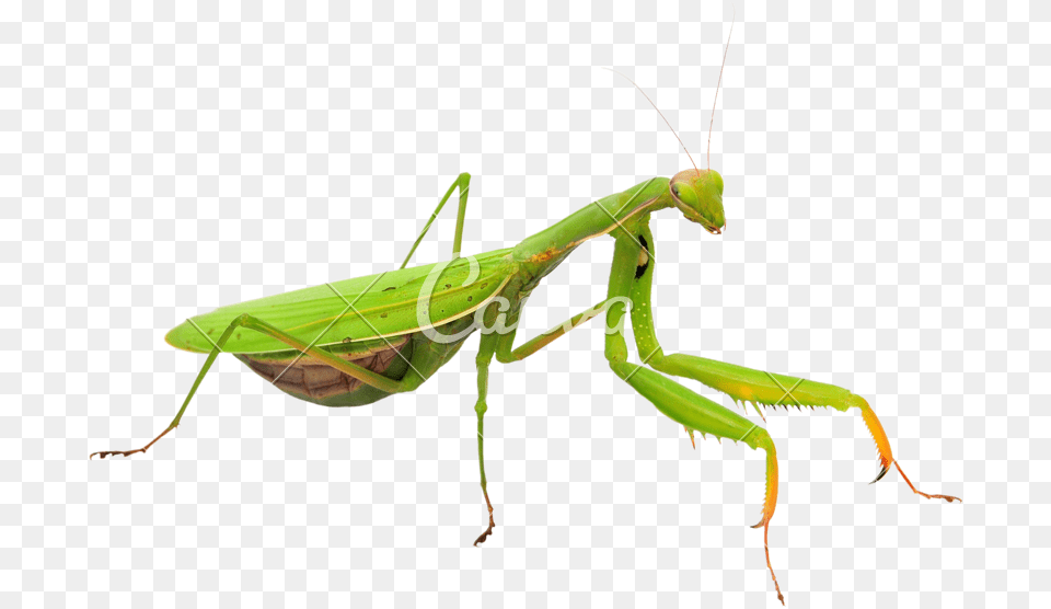 Praying Mantis Cut Out, Animal, Insect, Invertebrate Free Transparent Png